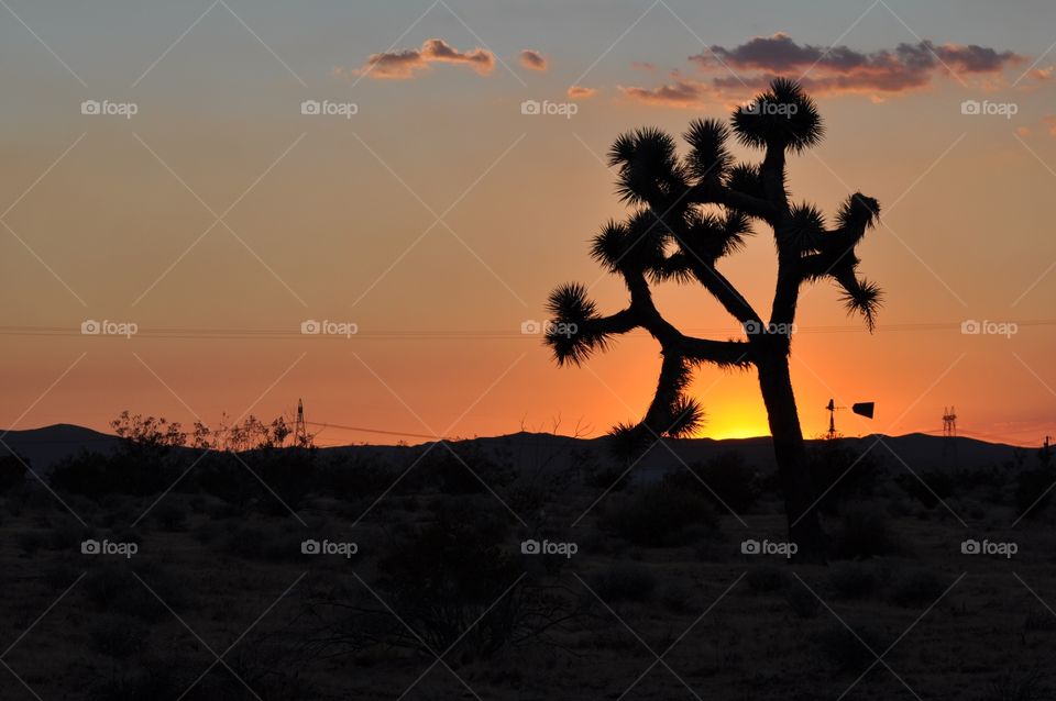 Joshua tree sunrise 