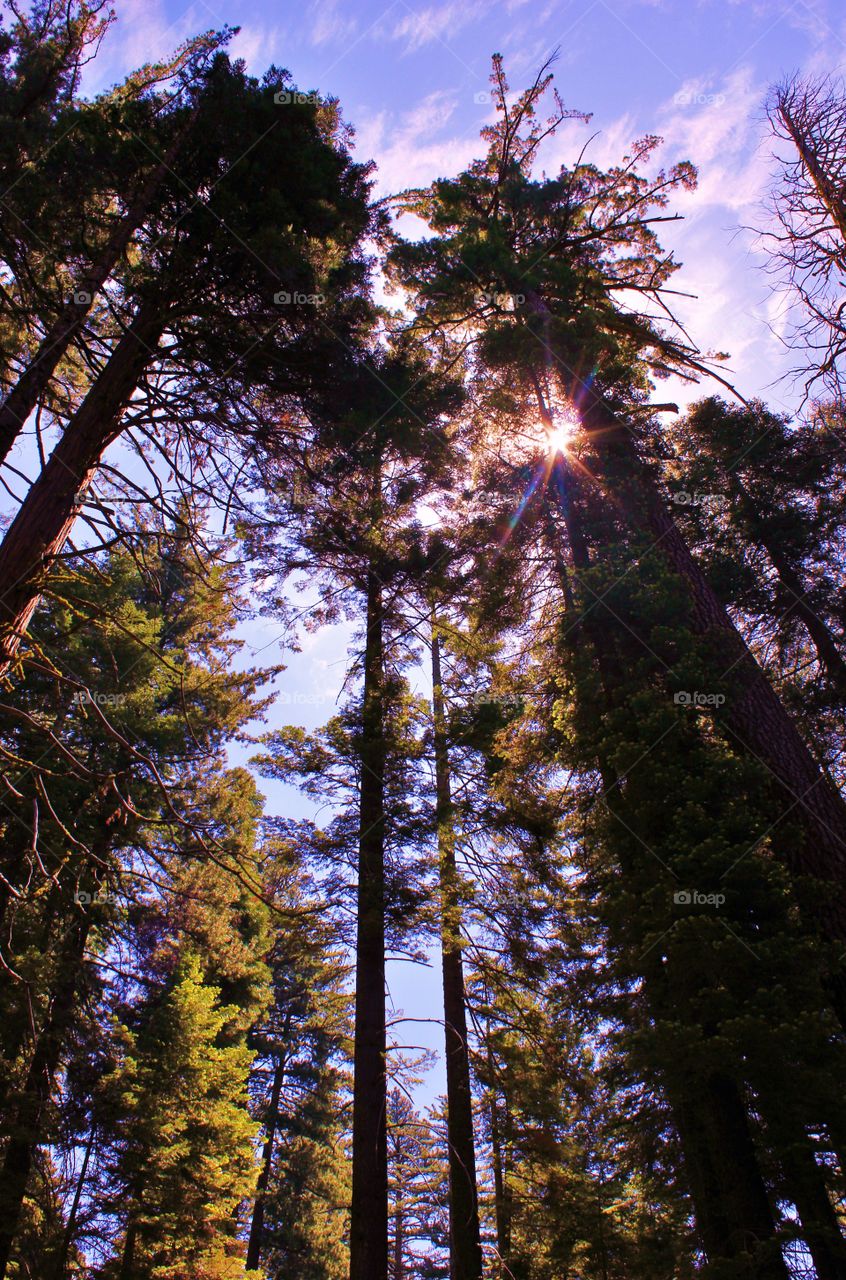 A beautiful view of giant sequoia trees bathed in warm sunlight 