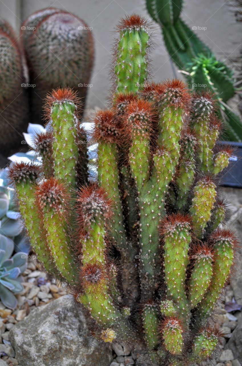 cactus