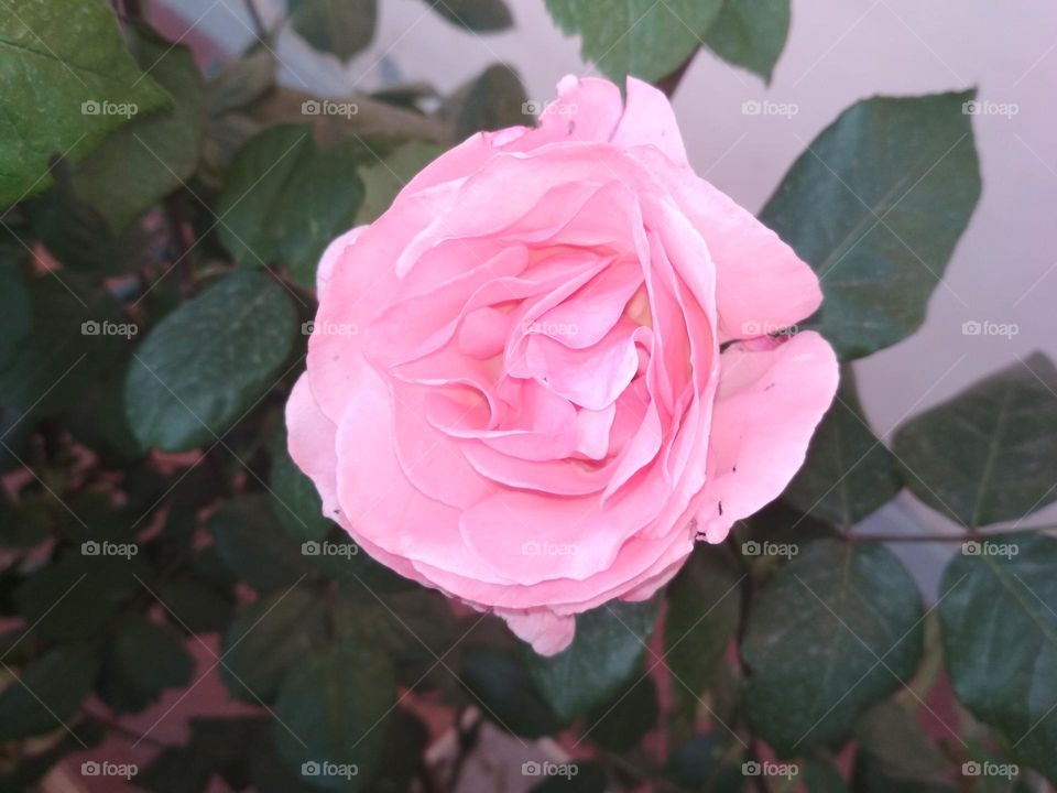 pink rose flower.