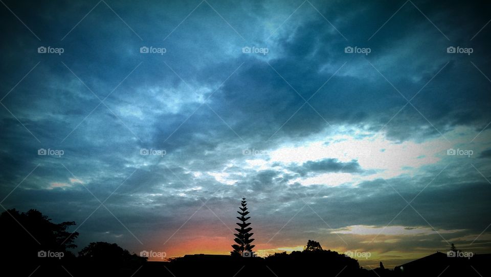 lonely tree. i drove home with my bicycle and held on for this