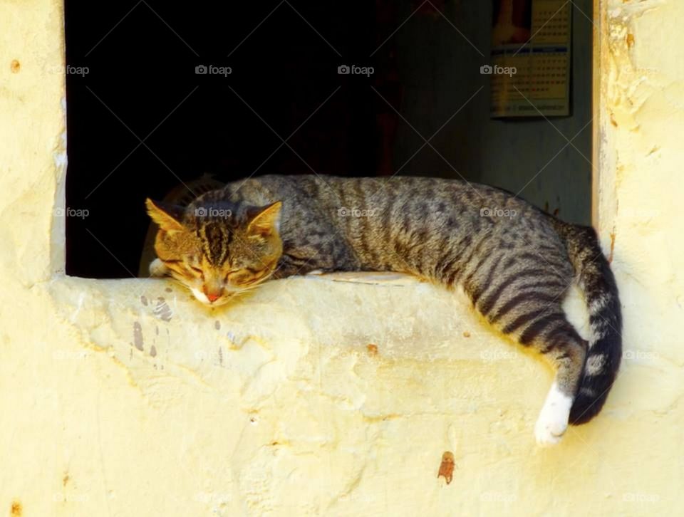 A cat at the window