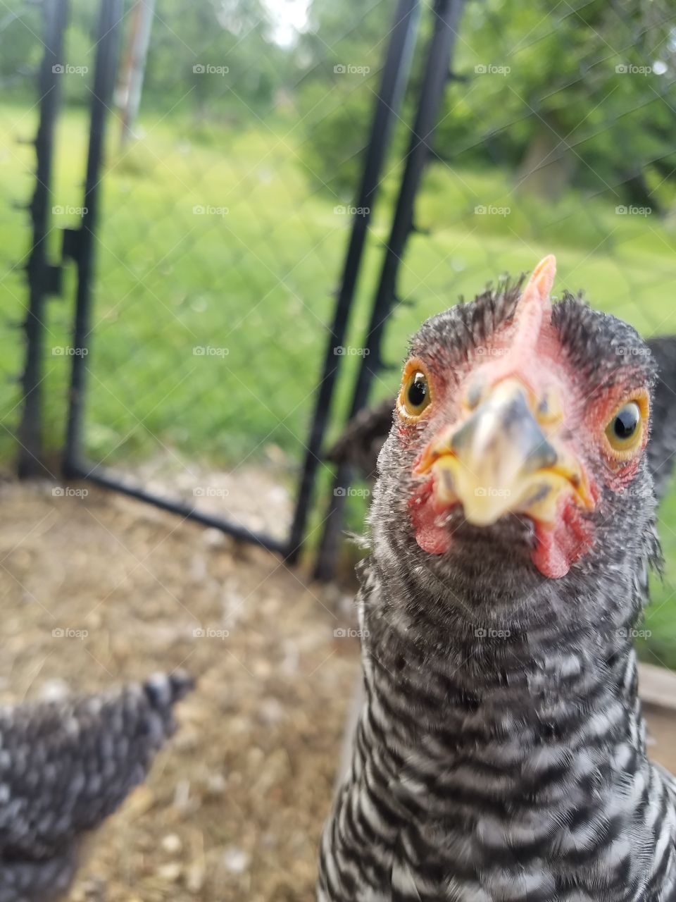 chicken doing a selfie