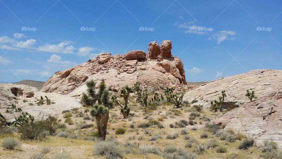 Nevada Desert With Yucca Cactus Trees