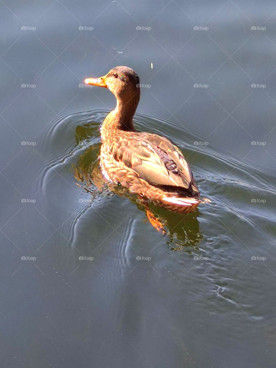 Duck swims in the water