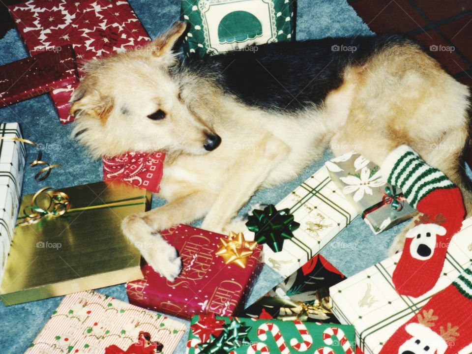 among the wrapped presents. Dog lying among the wrapped Christmas presents