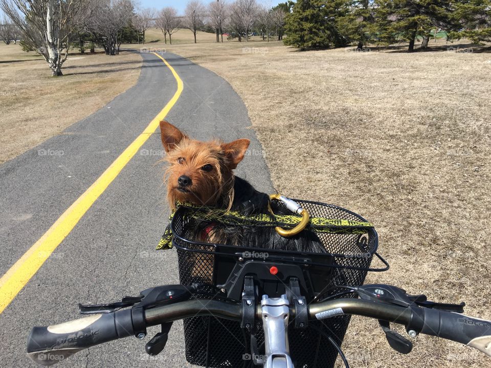 Dog on bike 