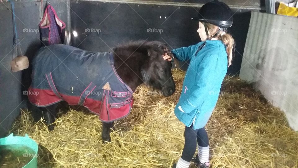 Girl takes care of the shetlander