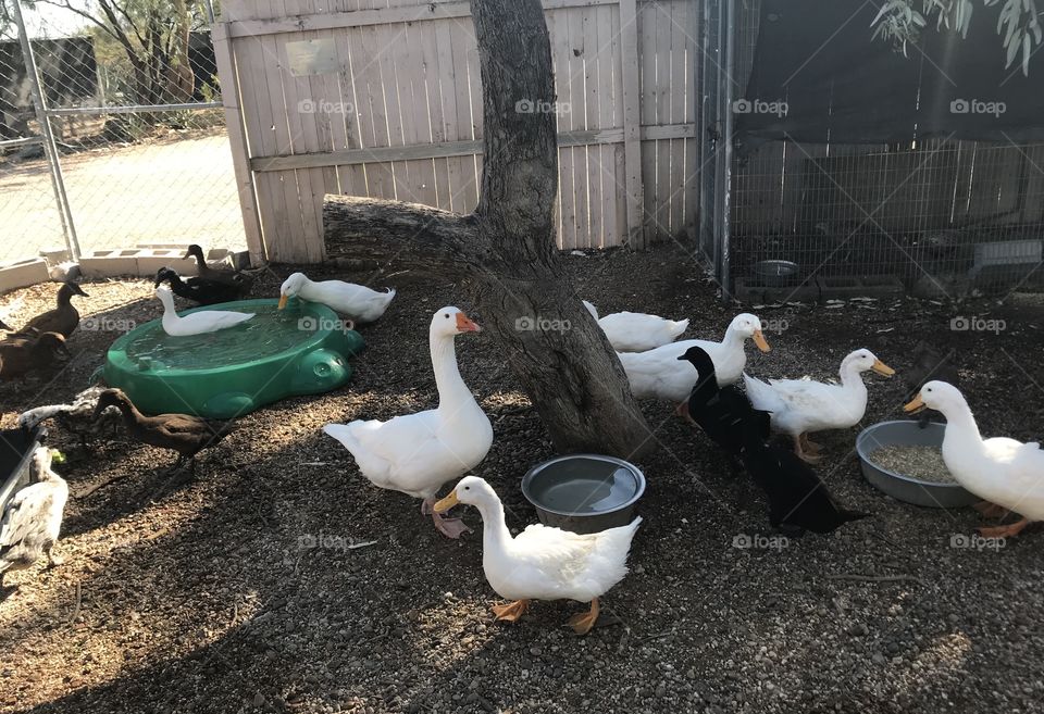 Geese and ducks at the shelter 