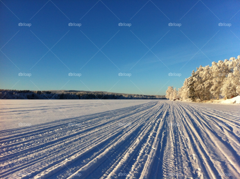 Frozen tree so field during winter