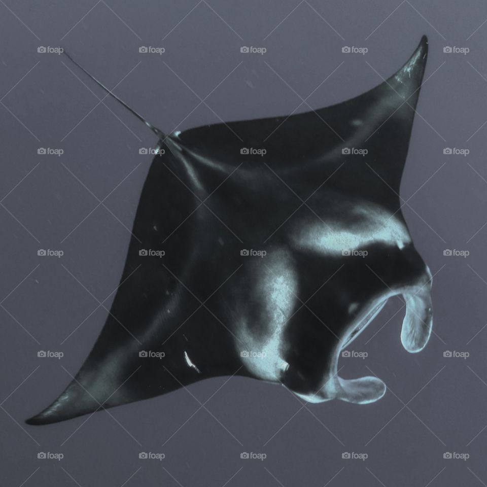 A new Manta Ray visits a plankton bloom floating in the current off kona Hawaii