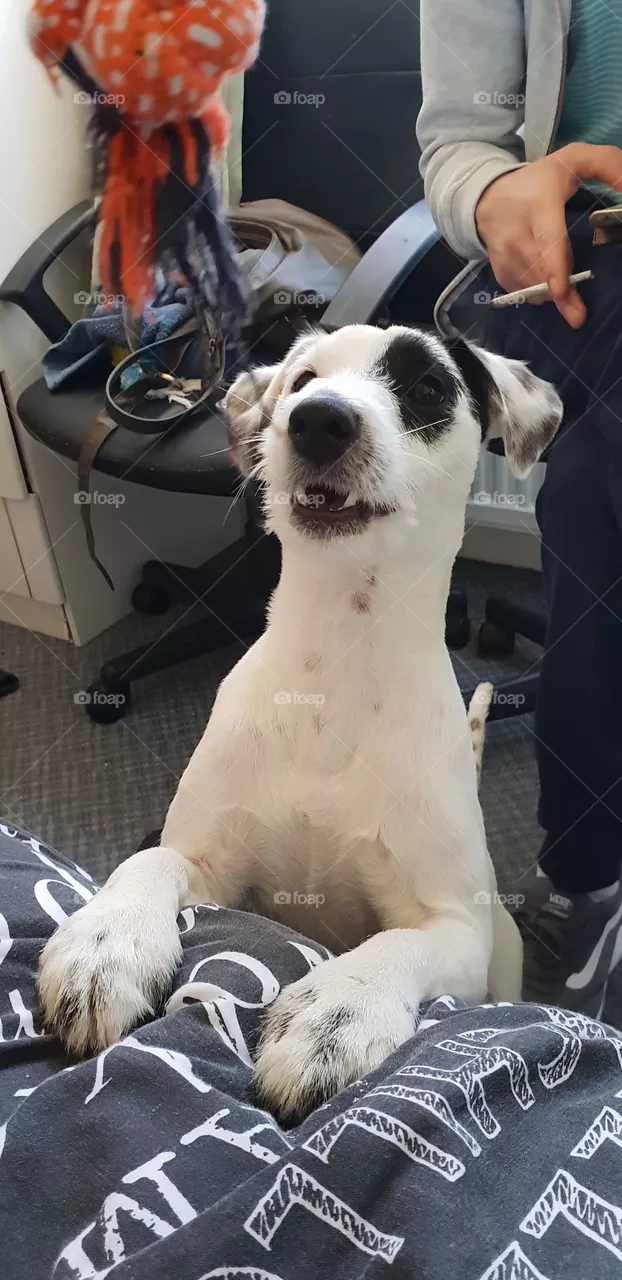 cute dog