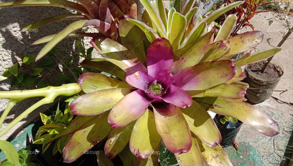 bromeliads in the sun