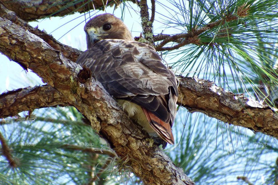 Low angle view of hawk perching on branch