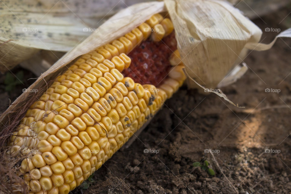 Dry corn