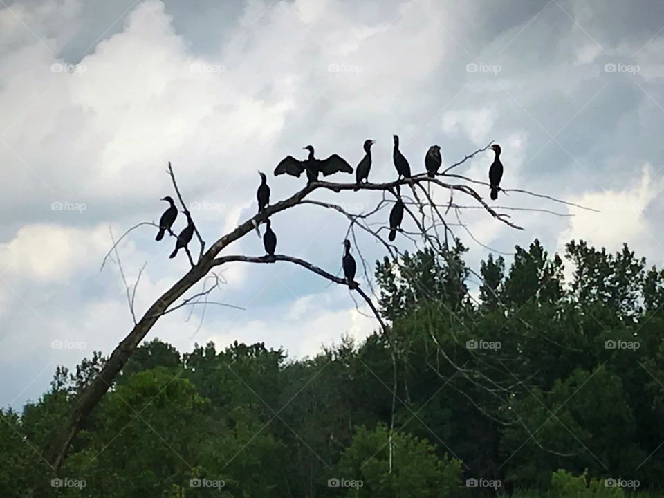 Bunch of black ducks on a branch 