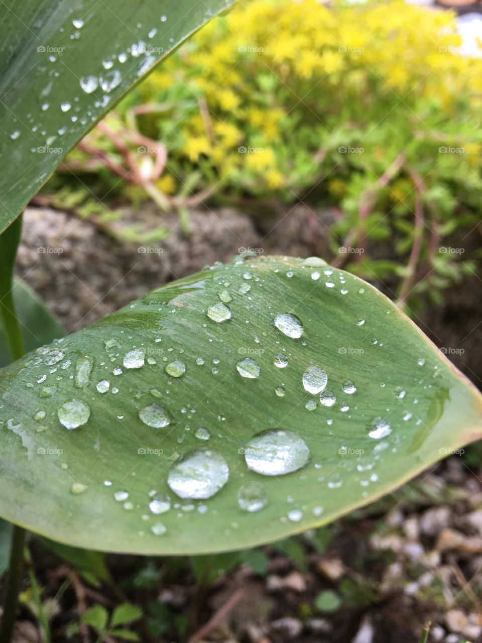 Garden rain