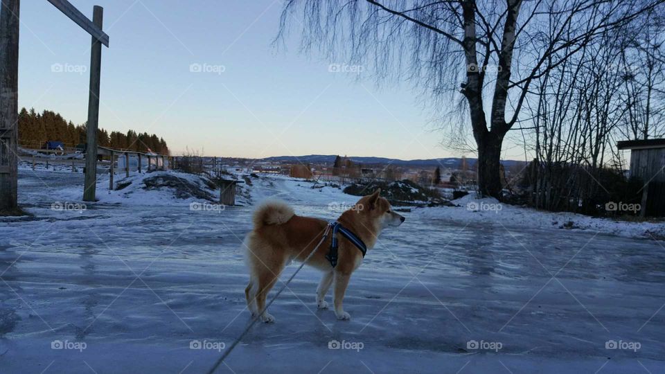 Winter came and left usikker with shining ice.