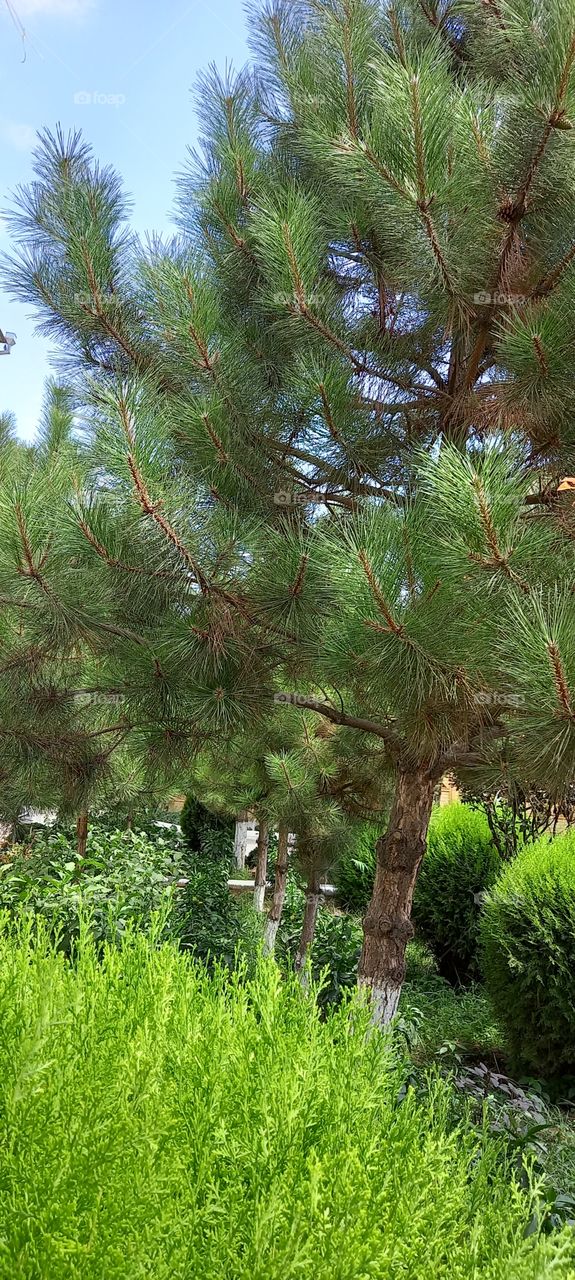 tree,nature,wonder,beautiful,flower