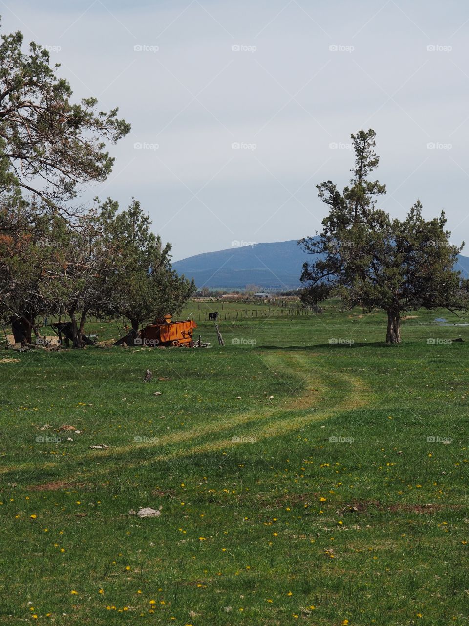 A road in a farm field winds through the juniper tree with a hill in the background on a sunny spring day in Central Oregon. 