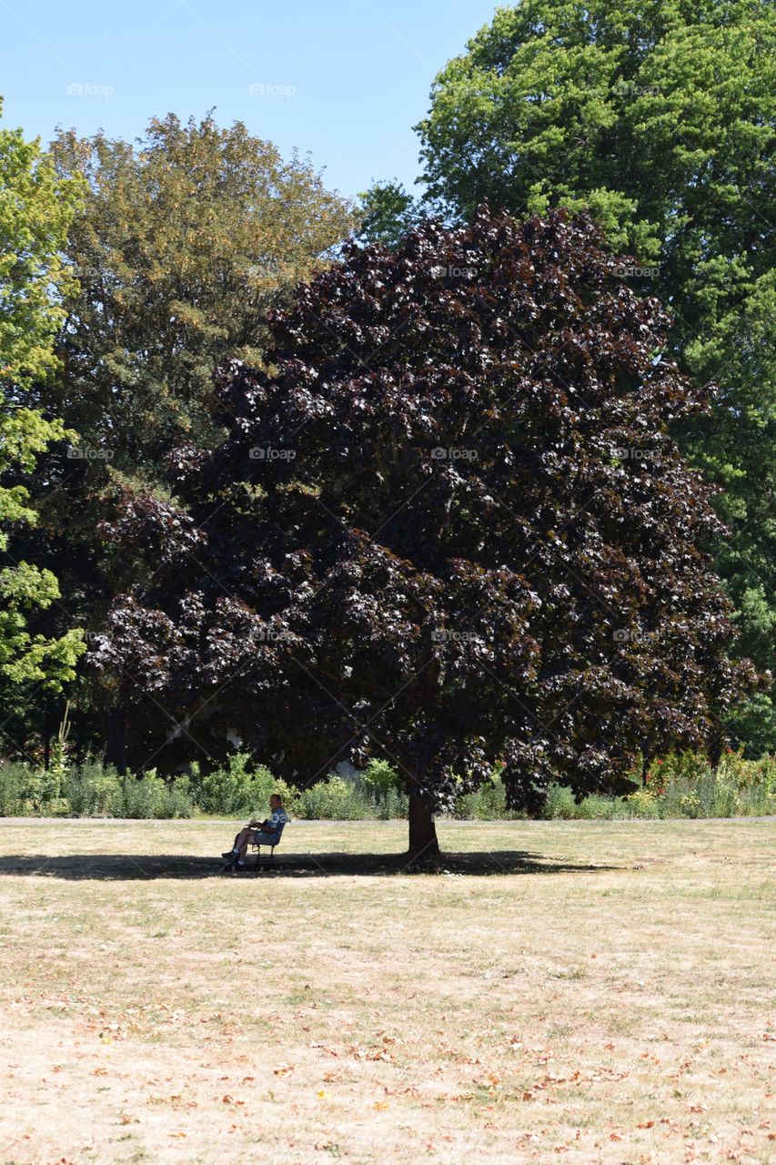 Under a Tree