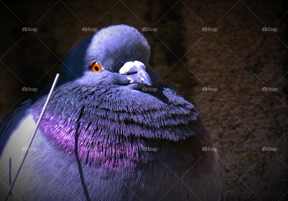 Resting pigeon