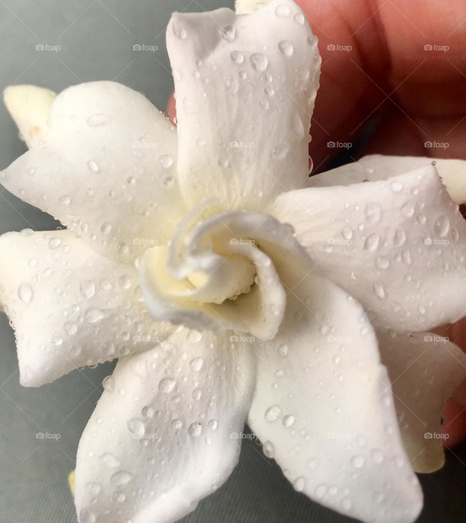 Gardenia flower moist from rain