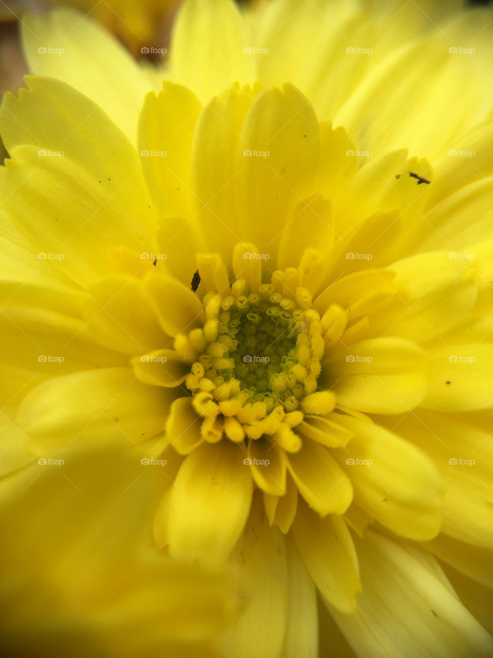 Yellow fall closeup