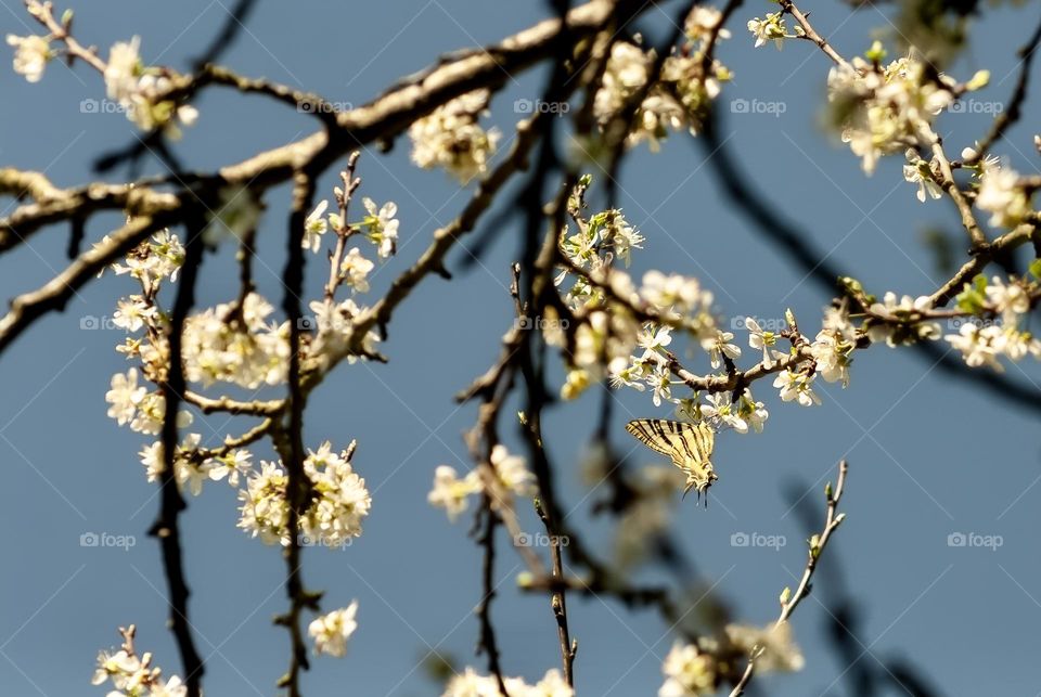 Spot the butterfly - Swallowtail butterfly drinking nectar from the spring blossoms 