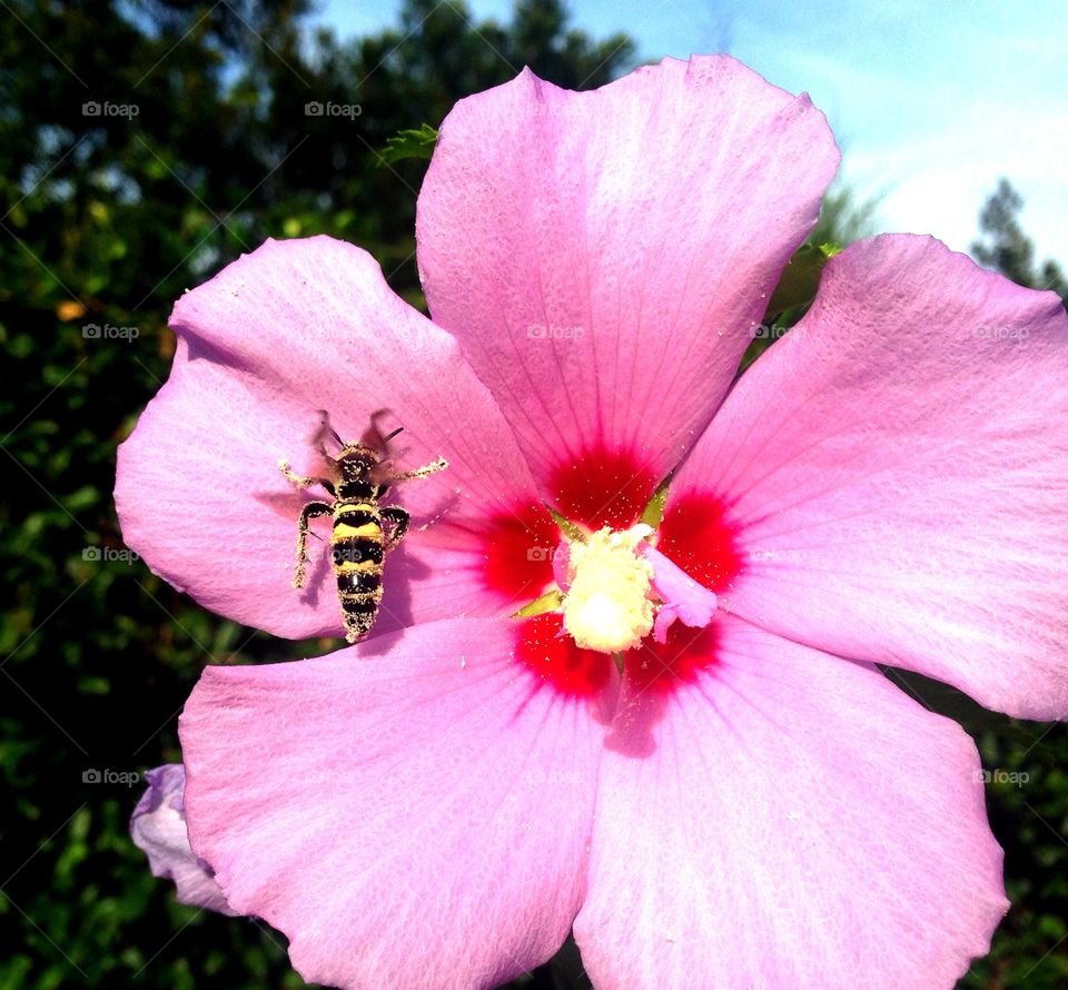 Bee on rose of Sharon