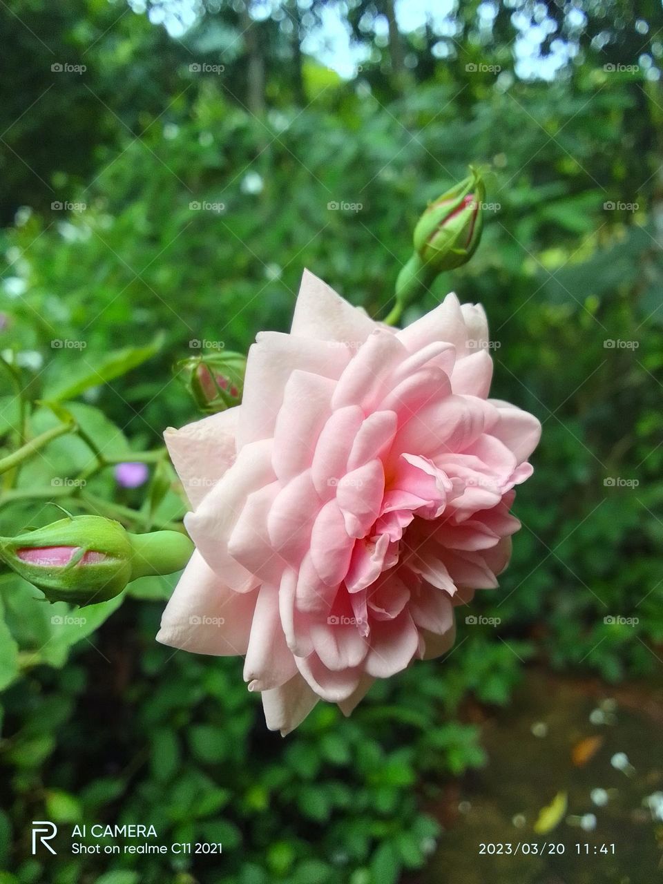 Rose beautiful flower