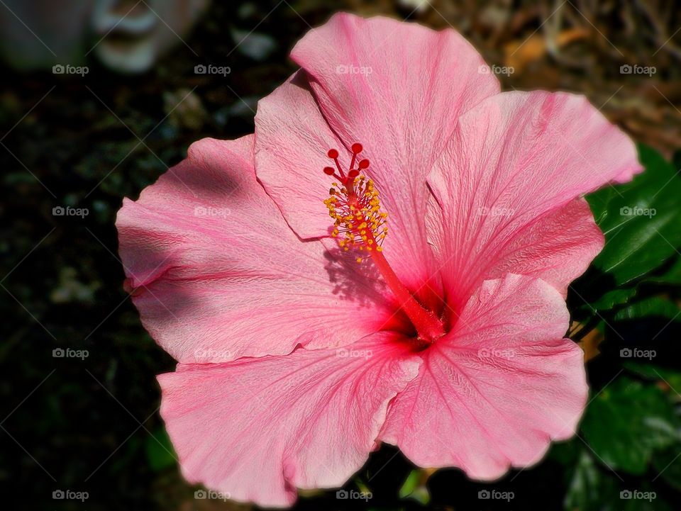 High angle view of pink hibiscus