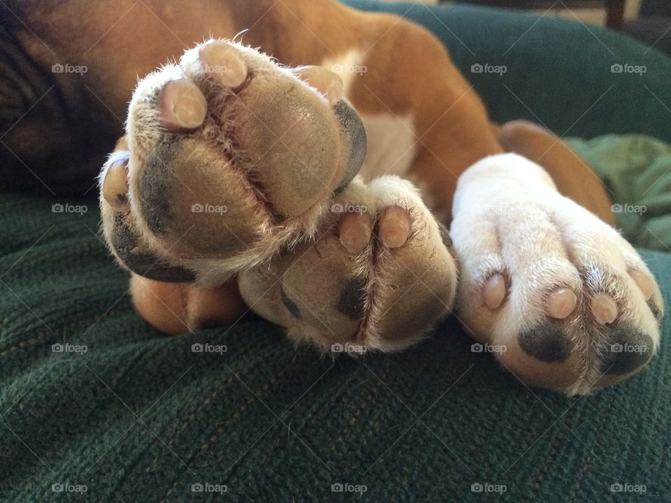 Dog lying together paw prints 