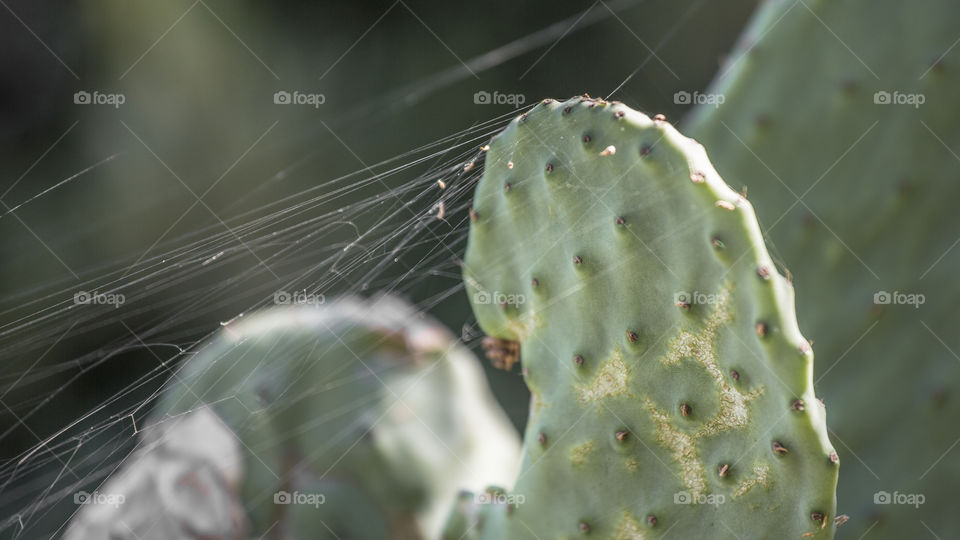 Cactus in desert.