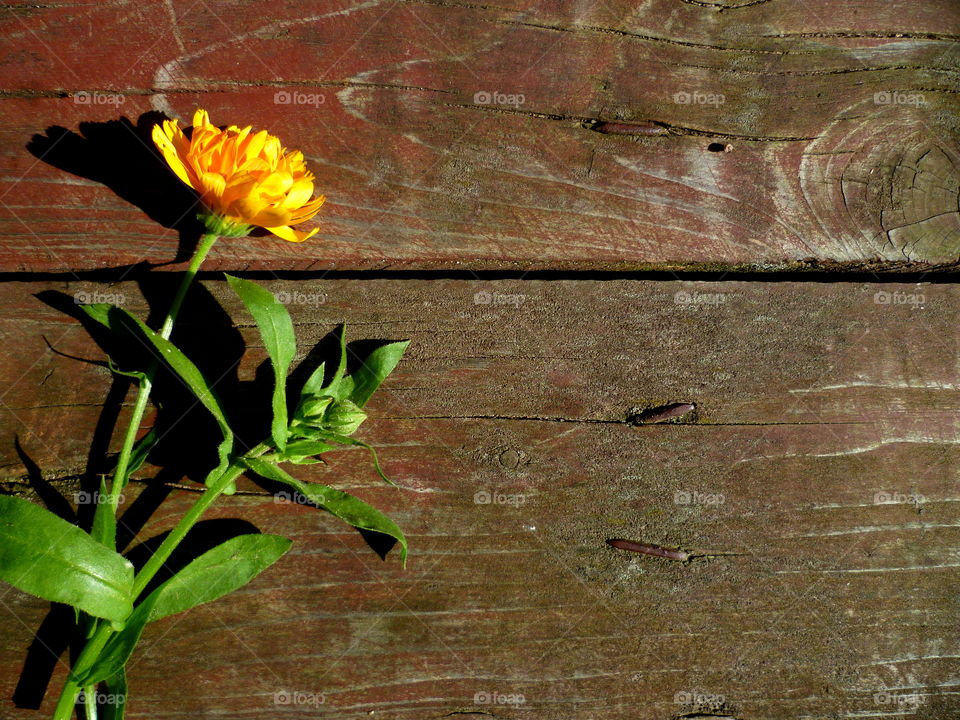 Flower on the wood background