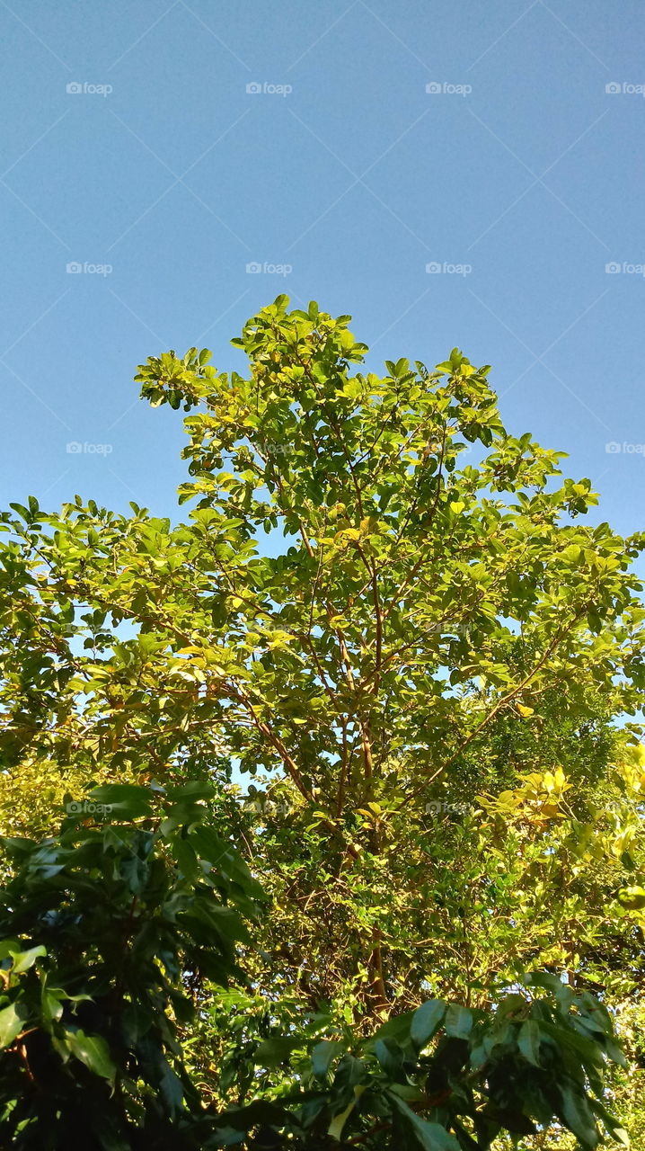 ÁRVORE 🌳 GOIABEIRA