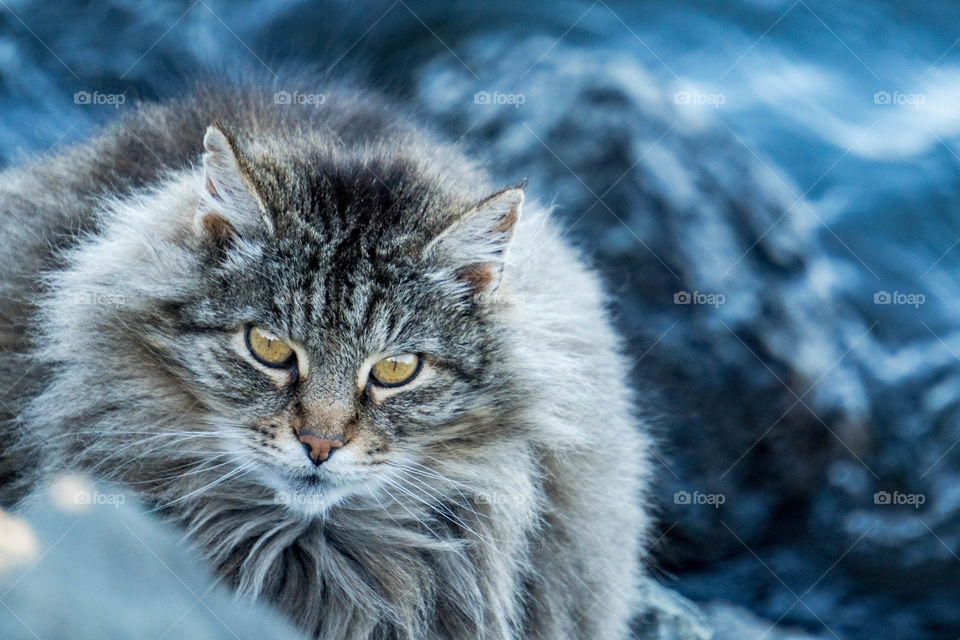 Close-up of a tabby cat looking at camera