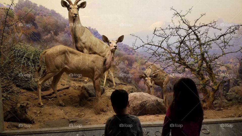 children looking at exhibit NYC natural history museum