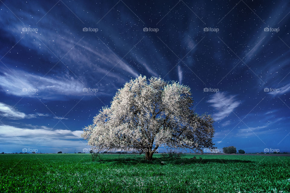 Night tree 