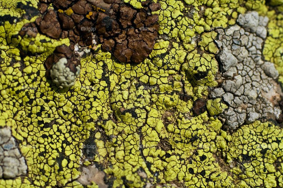 Colorful lichens