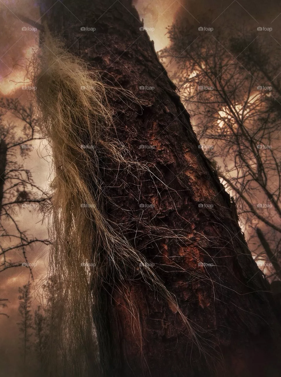 tree