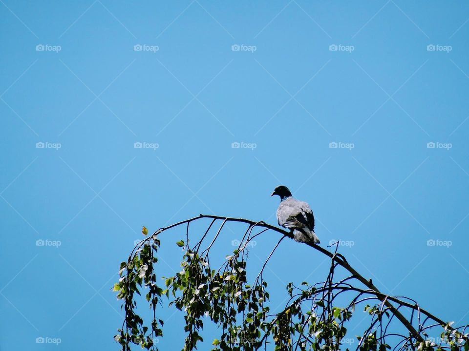 One wood pigeon under BLUSH filter from 07/2020