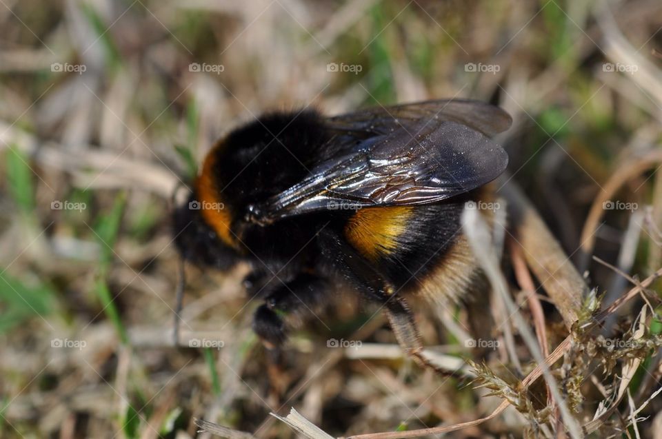Bee