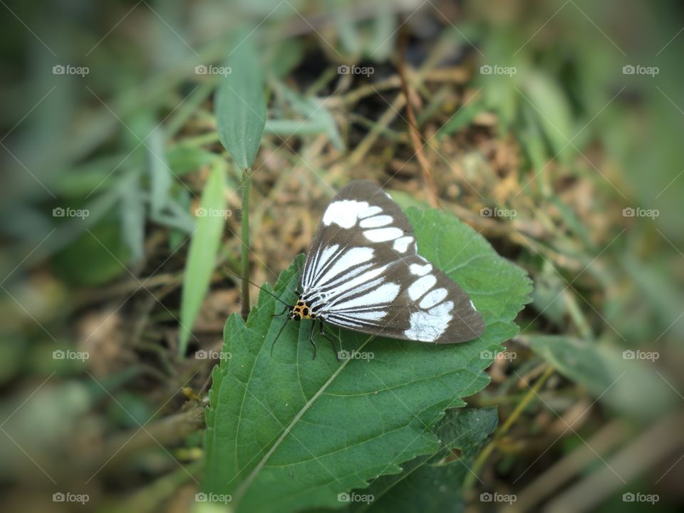 butterfly animals with beautifull colors