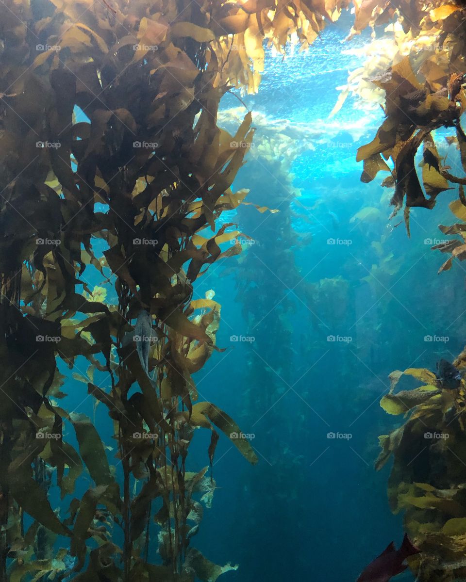 Blue green ocean waters in giant underwater kelp forest 