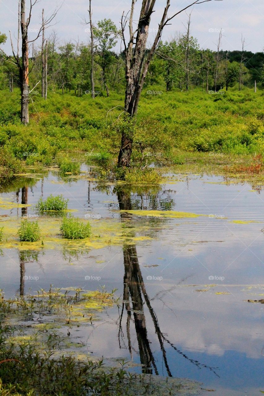 Wetlands