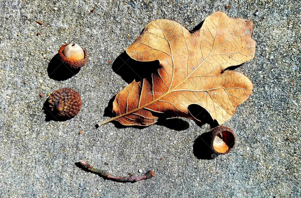 acorn, leaf and sti