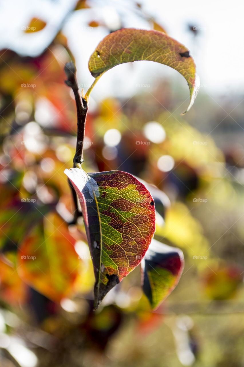 Autumn leaves.