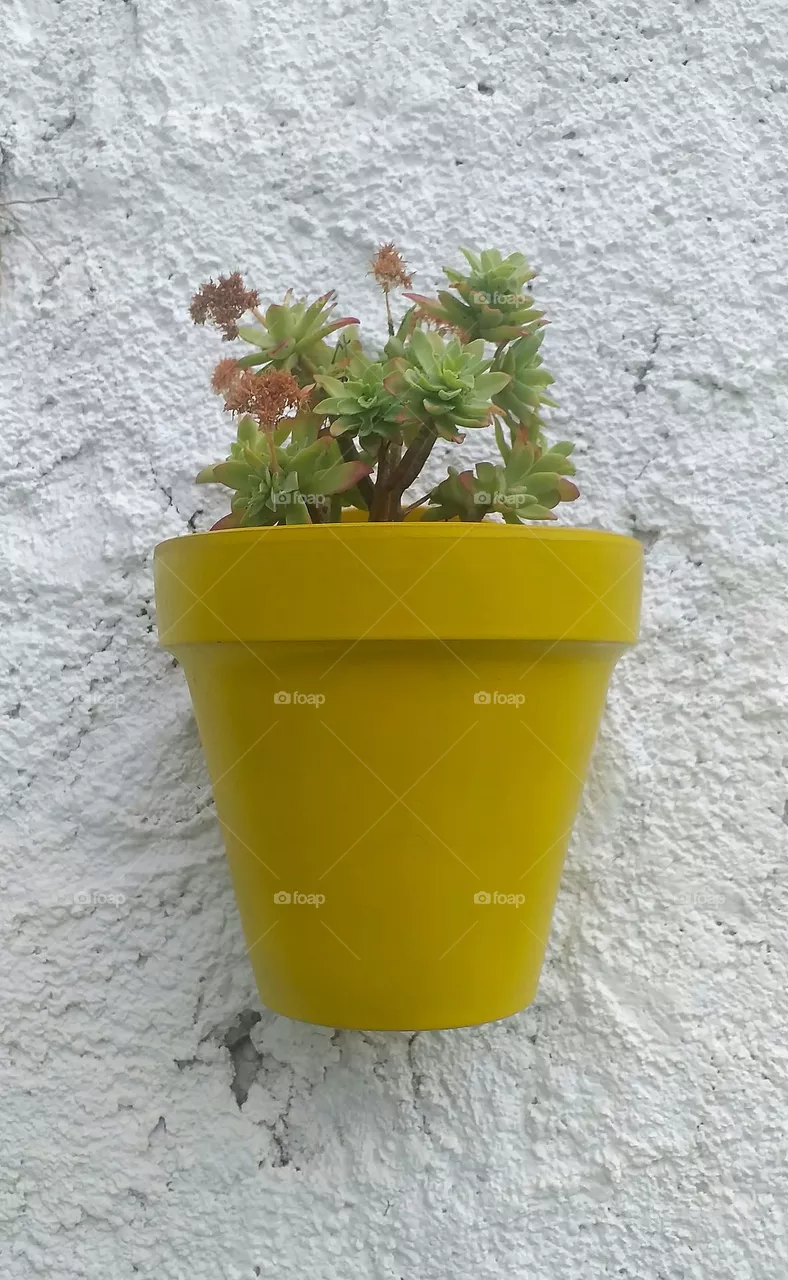 plantas