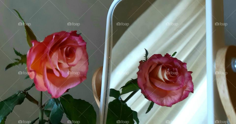rose in the mirror